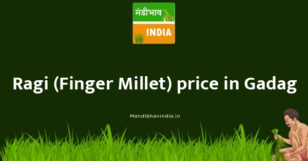 Ragi (Finger Millet) price